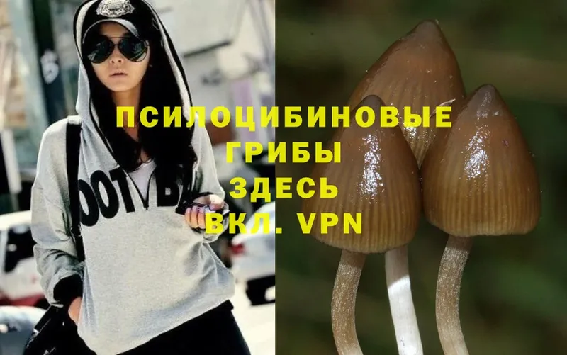 Псилоцибиновые грибы MAGIC MUSHROOMS  наркошоп  Майкоп 